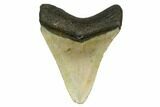Fossil Megalodon Tooth - North Carolina #166989-1